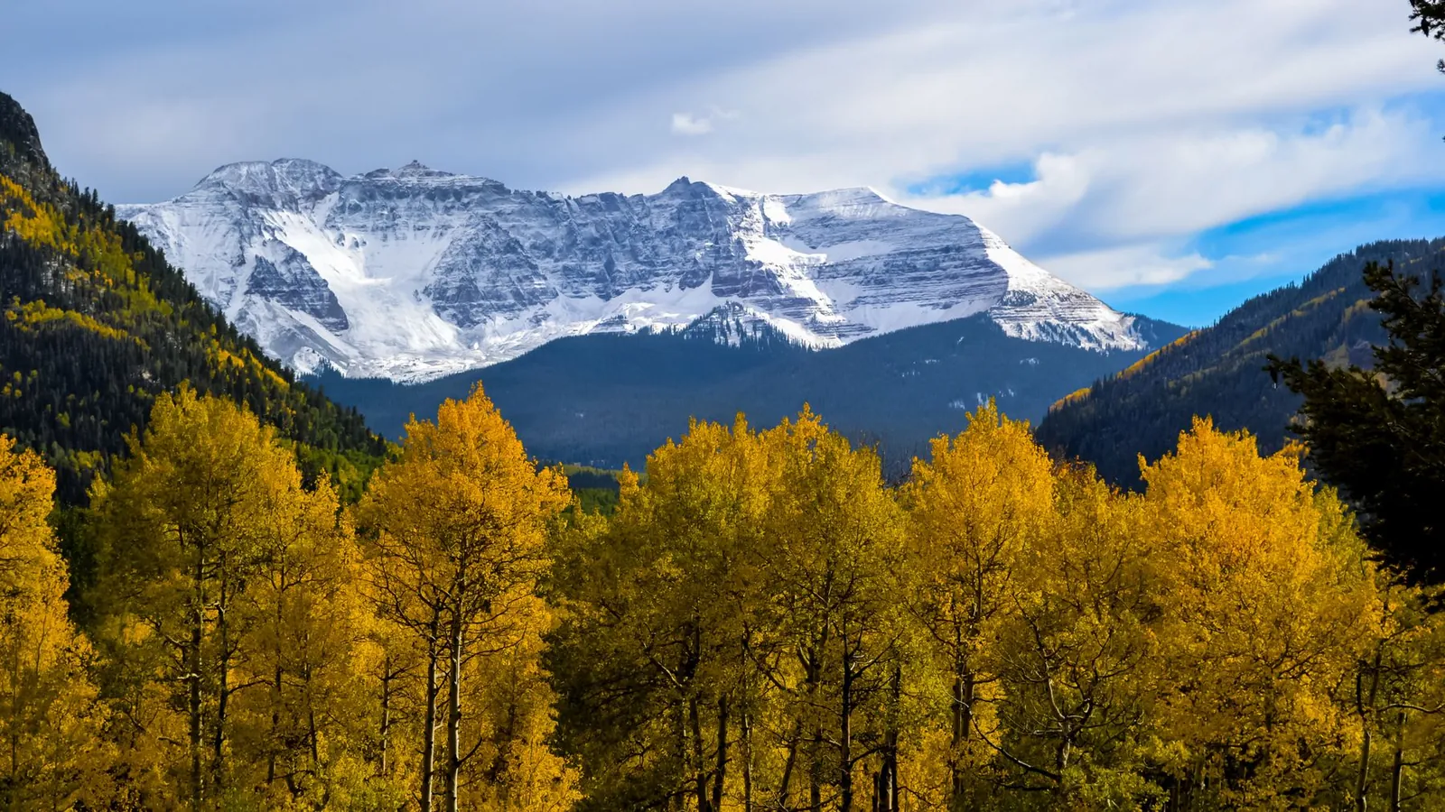 Golden aspen grove in fall below snowy San Juan Mountain peaks